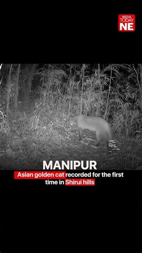 MANIPUR | Asian golden cat recorded for the first time in Shirui hills