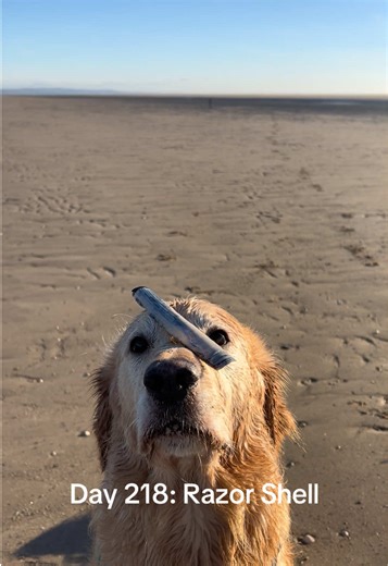 Day 218: Razor Shell #shell #seashell #beach #seaside #goldenretriever