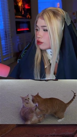 Emiru Watches Her Cats Wrestle #emiru | cats