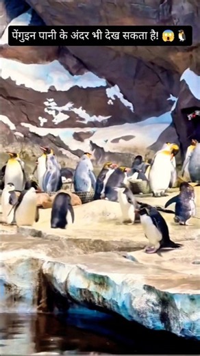 How Do Penguins See Underwater? 🐧🌊😱