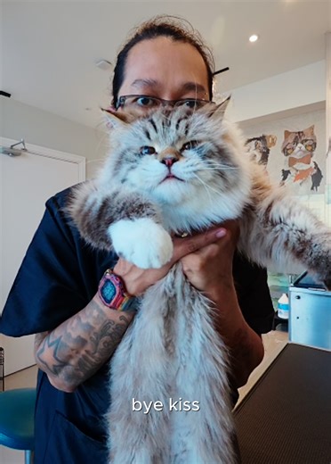 Taming a Spicy Ragdoll Cat: Figaro's Grooming Journey