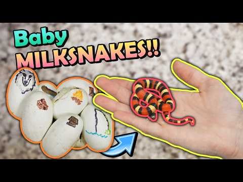 Sassy Baby Milksnakes Hatching!