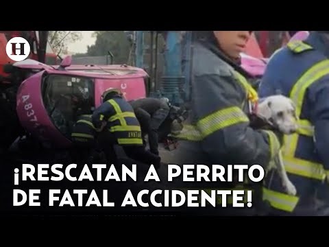 Rescatan a perrito tras volcadura de un taxi en San Antonio Abad; el conductor perdió la vida