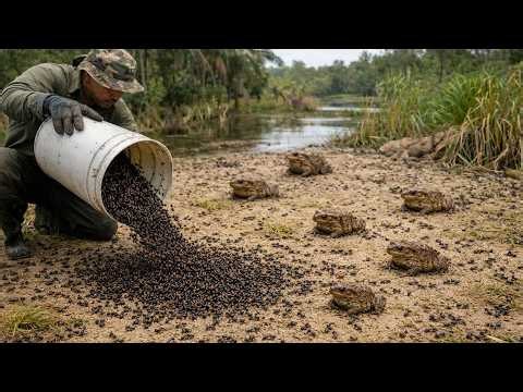 How Australia Is Using Millions of Native Ants to Eliminate Toxic Cane Toads Harming the Ecosystem