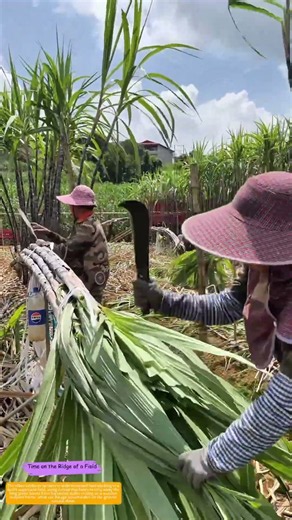 Trimming the Green: How a Cane Knife Bares the Stalk for Transport