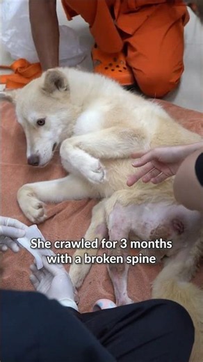 This Husky Crawled For 3 Months with a Broken Spine. Your Support Saved Her! #rescue #shorts #dog