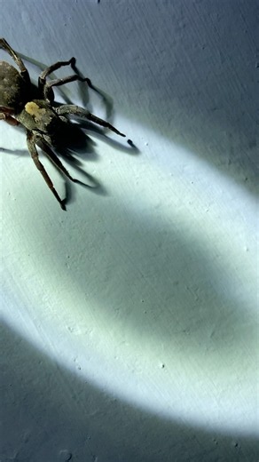 Giant Orb Weaver Spider of Sri Lanka | Tropical Rainforest Monste #spider #usashorts