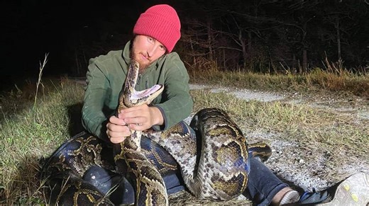 Opossums as weapons against Burmese pythons? Here's what's happening