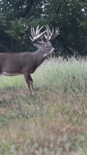 Whitetail Bucks!#deerhunting #whitetail #rut #animals #fyp | whitetail bucks