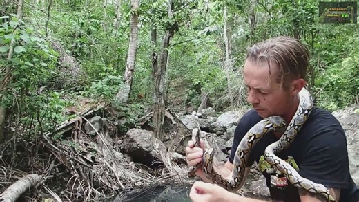 Witnessing enormous reticulated python in the wild during field research