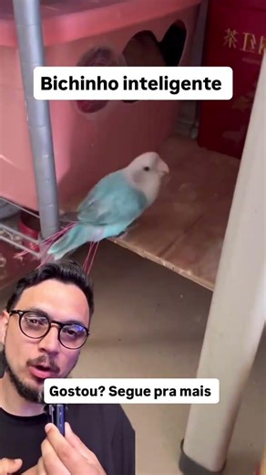 Olha que lindinho esse passarinho, tirou as cerdas da vassoura para fazer seu ninho