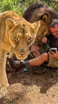LIONS Reunite with Human #cat #wildlife #nature
