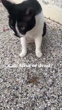 Cat playing with lizard 🦎 in the park