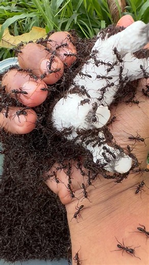 Save Him Before It’s Too Late: Poodle 🐩Vs🐜 Bullet Ants