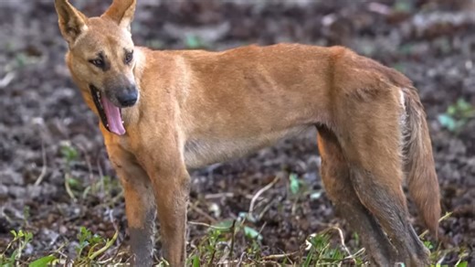 This dingo attacked a jogger - then it was shot dead