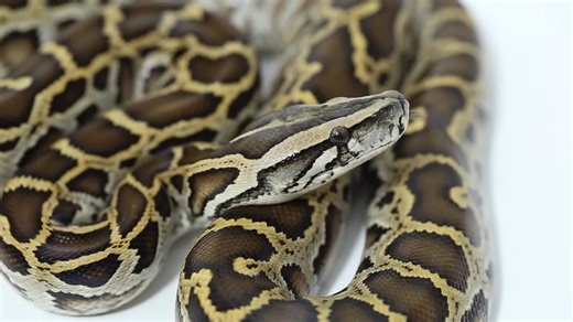 This snake was released into the wild – now it’s taking over everything