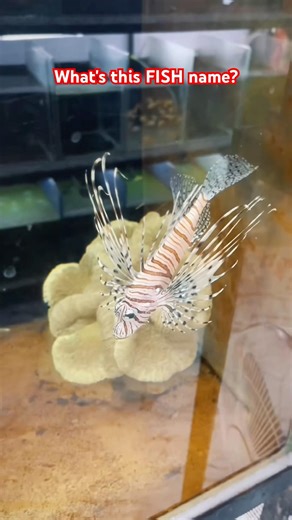 ♥️#arowana #aquarium #fishkeeping #aquascape #viral #fishshorts #trending #shorts #breeding #fyp