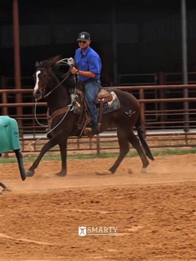 Smarty Rodeo Steer Sled Training: Heel Horse Backing & Loose Rein (Part 2)