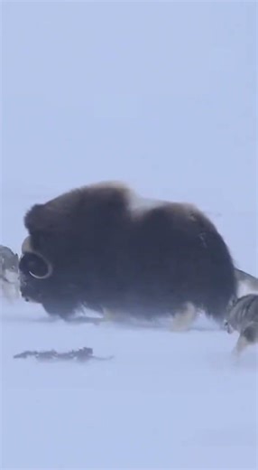 Survival of the Fittest: Intense Arctic Wolf Pack Attack on Massive Musk Ox #wildlife #wildlife