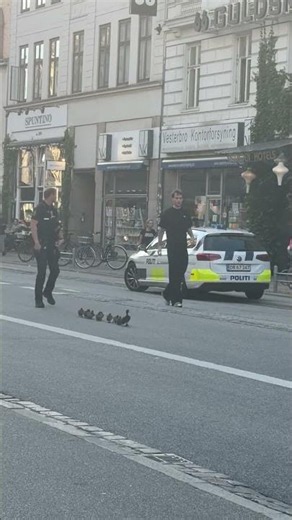People help ducks cross the road in Copenhagen, Denmark