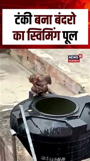 Monkey VIral Video : टंकी बना बंदरों का स्विमिंग पूल, वीडियो वायरल! | N18S | Breaking News | VIral |