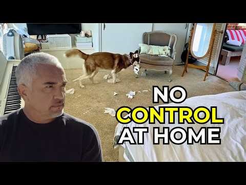 3 Families, 3 Dogs… And the SAME Dangerous Behavior 😳 | Better Human Better Dog | S03E14