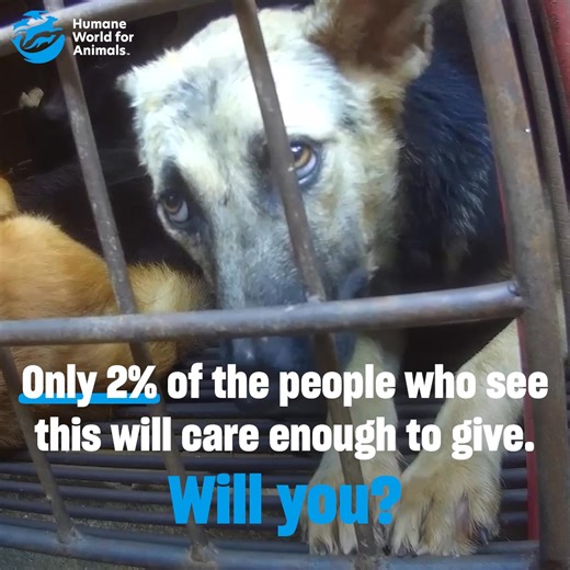 ⏰ This is your last chance to save lives in 2025. Rescue and protect animals in need with a donation to a trusted charity. Humane World for Animals is one of the most effective animal protection organizations, leading a powerful movement for over 70 years as the Humane Society of the United States. For those of us who understand the special bond with animals, protecting them is not just a responsibility—it’s a calling. Big or small, every gift has the power to help save an animal’s life. Please,