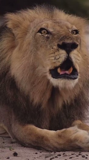 🔊 Feel the Roar: A Lion’s Powerful Territorial Call