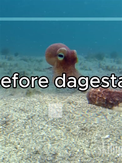 Agent Ate Meme: Agent 8 x 2-3 Years Dagestan IB | Splatoon 2