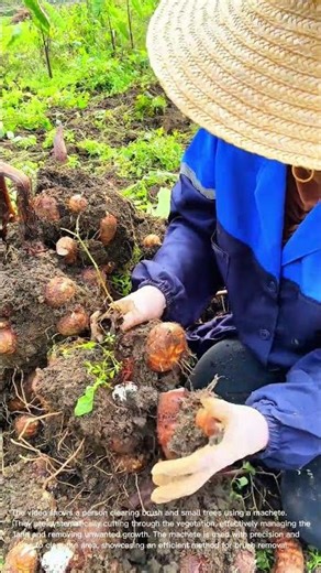 Harvesting Taro: A Look at Traditional Farming Practices