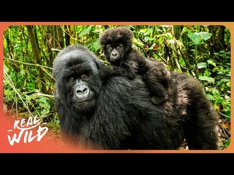 Why Silverback Gorillas Are Finally Making a Comeback