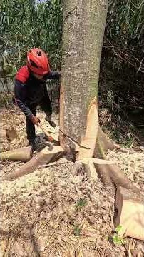 super power chainsaw husqvarna 572xp.#chainsaw#husqvarna572xp