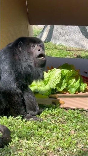 Howler Monkey Leafy Buffet