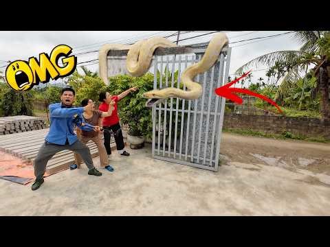 Brave Hunter Use High-Tech Detection Equipment and Discover Two Giant Mutant Pythons