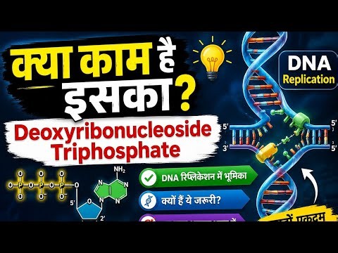 MOLECULAR BASIS OF INHERITANCE Deoxyribonucleoside Triphosphate in DNA Replication Class 12th