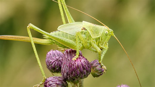 Una telecamera macro nascosta riprende una grande cavalletta su fiori selvatici