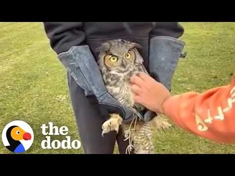 Rescuers Cut Great Horned Owl Free While He Just Watches | The Dodo