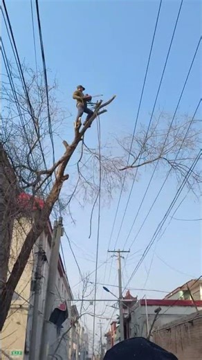 Reckless high altitude construction: Felling trees near high-voltage lines