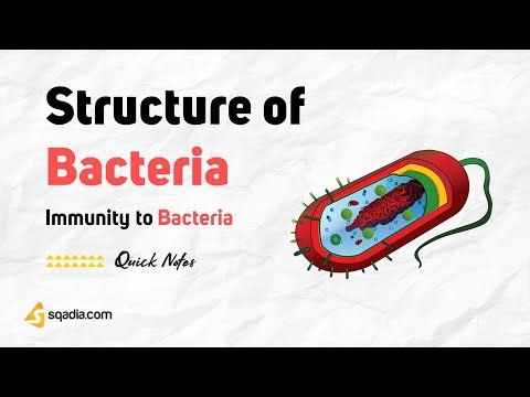 Immunity to Bacteria | Structure of Bacteria