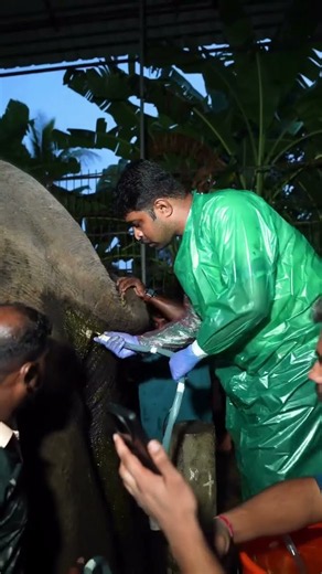 Update on Sreevalli in Keralam #shorts #animals #elephant #youtubeshorts #ytshorts #vantara