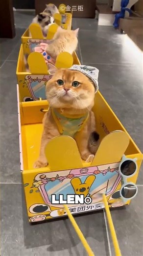 El Primer Tren De Gatos Del Mundo 🥺❤️