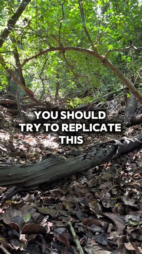 Royal Pythons - Natural or Minimalist?