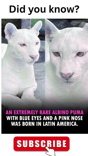 Nature’s Rarest Beauty: Albino Puma Explained! Only a few people have ever seen THIS in real life😳