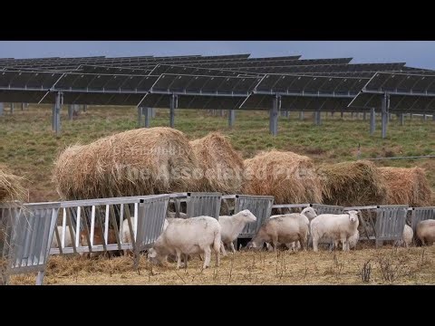Solar farm helps Kentucky sheep farmer profit, grow flock