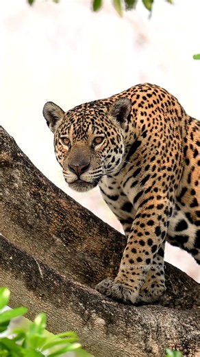 Pause for a few seconds and admire the beauty of one of the most beautiful animals on the planet 🐆🇧🇷🌎 #jaguar #pantanal #wildlife #wildphotography #wildlifephotography