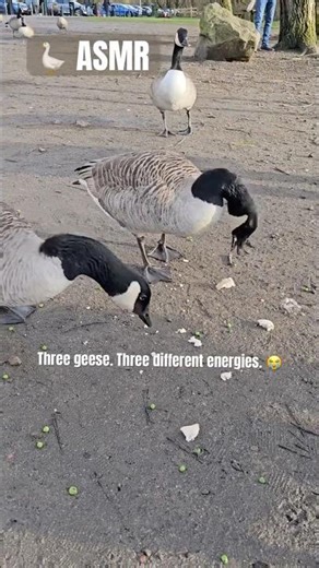 The most intimidating birds in Britain 🇬🇧🪿 #shorts #asmr #goose #geese #animals