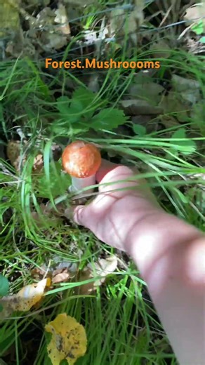 Asmr Mushroomhunting 2025. #leccinum #boletus #asmr #mushroomhunting #foraging #fungi #wald