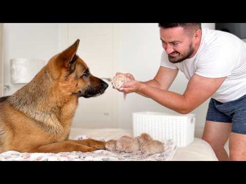 German Shepherd Meets Tiny Newborn Kittens