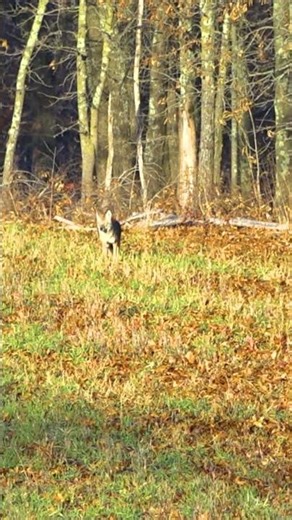 Cruising coyote down!