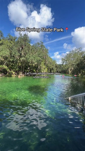 Had the best time snorkeling at Blue Spring State Park in Florida! I never thought that I would be snorkeling on my trip to Orlando 😂 me and my sister found this great state park that was about a 90 min drive from our Airbnb. The water is so crystal clear and you can see sooo many fish. We even saw a manatee 🥹 they have so much to see and do here I highly recommend! #florida #statepark #snorkeling #travel #fyp